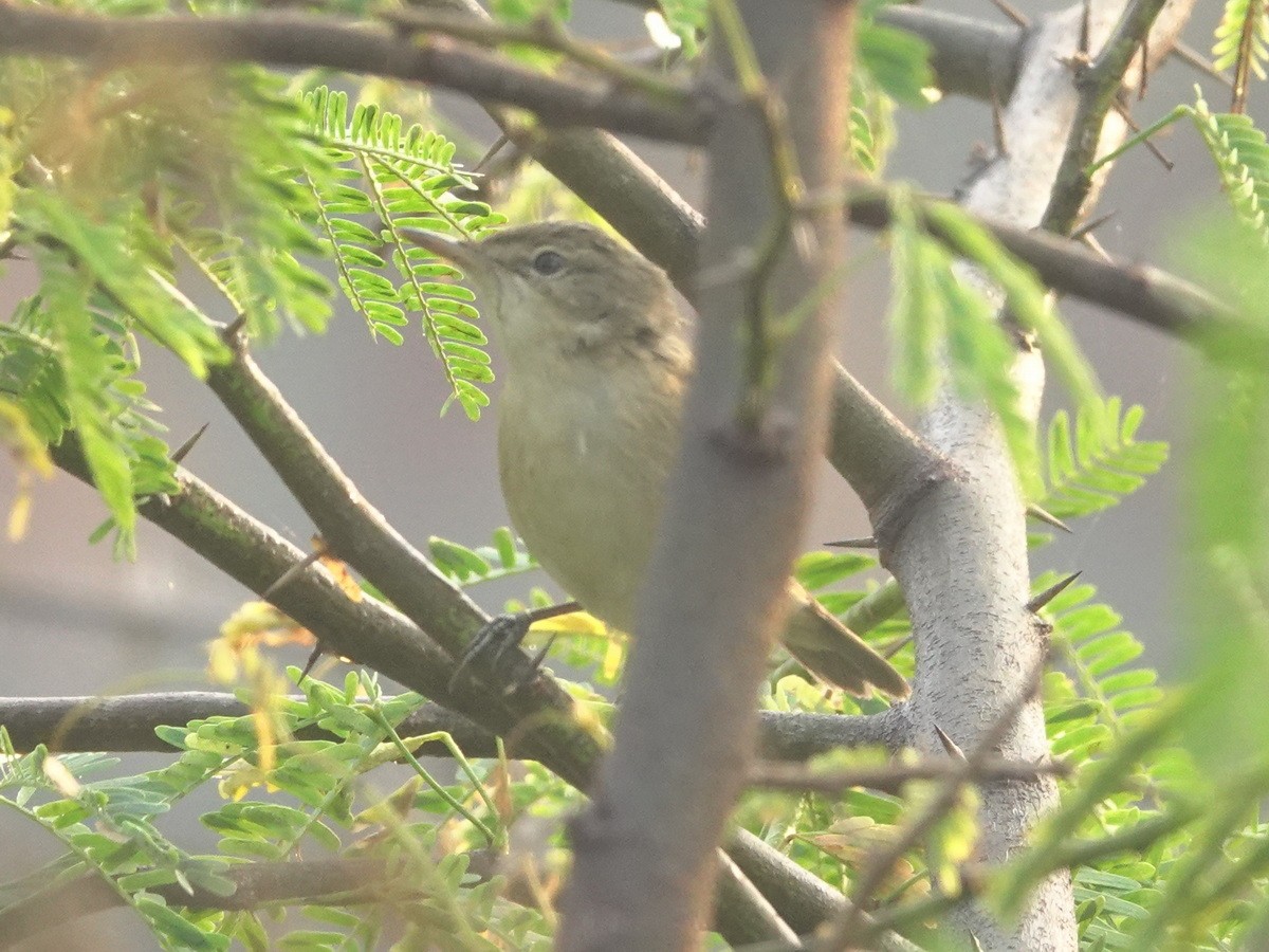 rákosník pokřovní - ML646858121