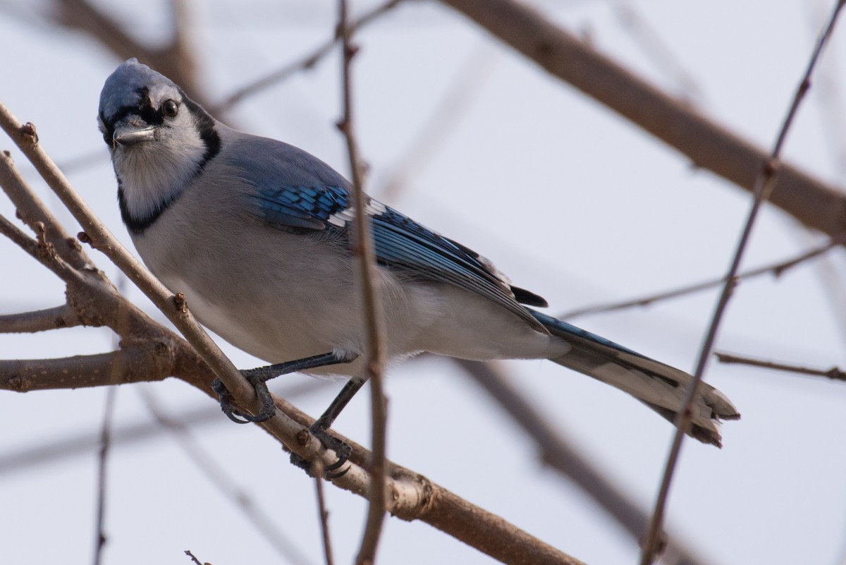 Blue Jay - ML646858122