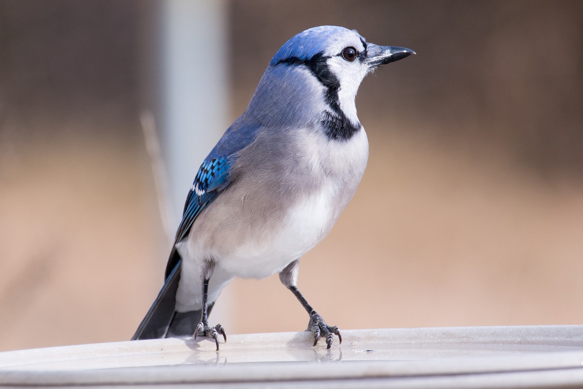 Blue Jay - ML646858124