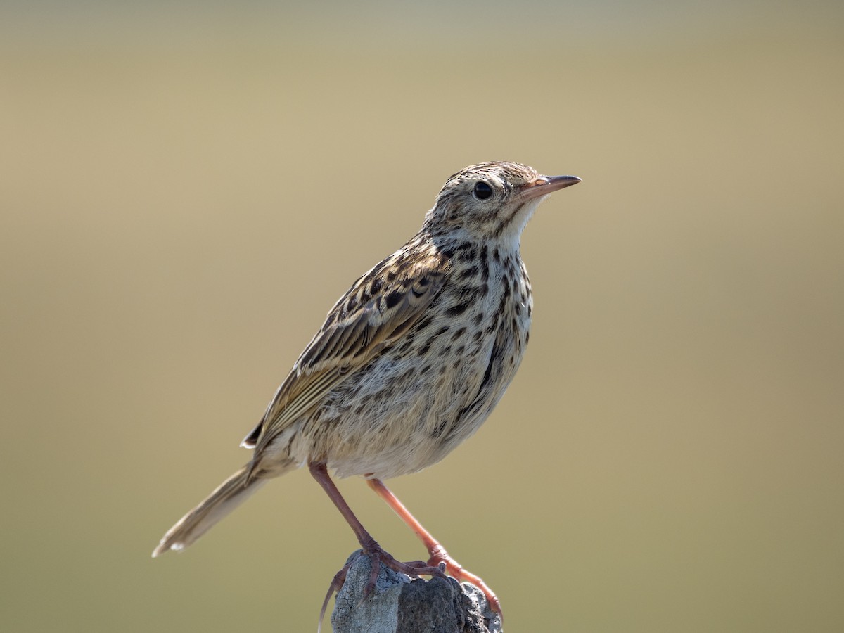 Correndera Pipit - ML646858127