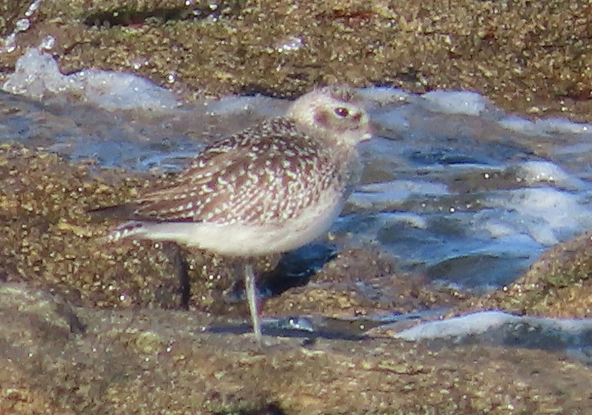 חופזי מנומר - ML646858129