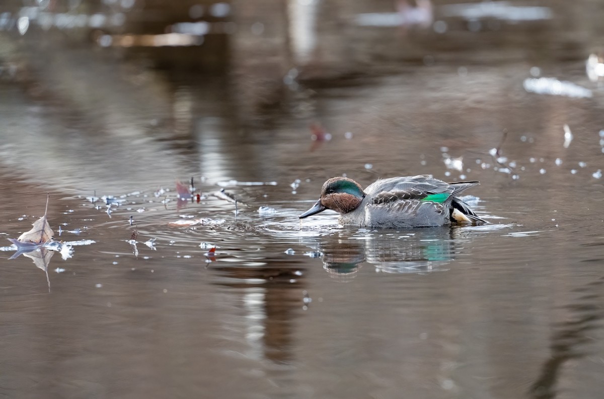 krikkand - ML646858130