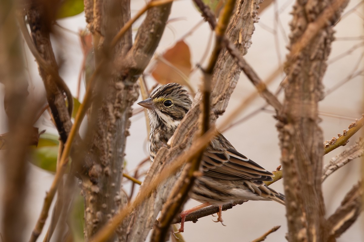 Savannah Sparrow - ML646858131