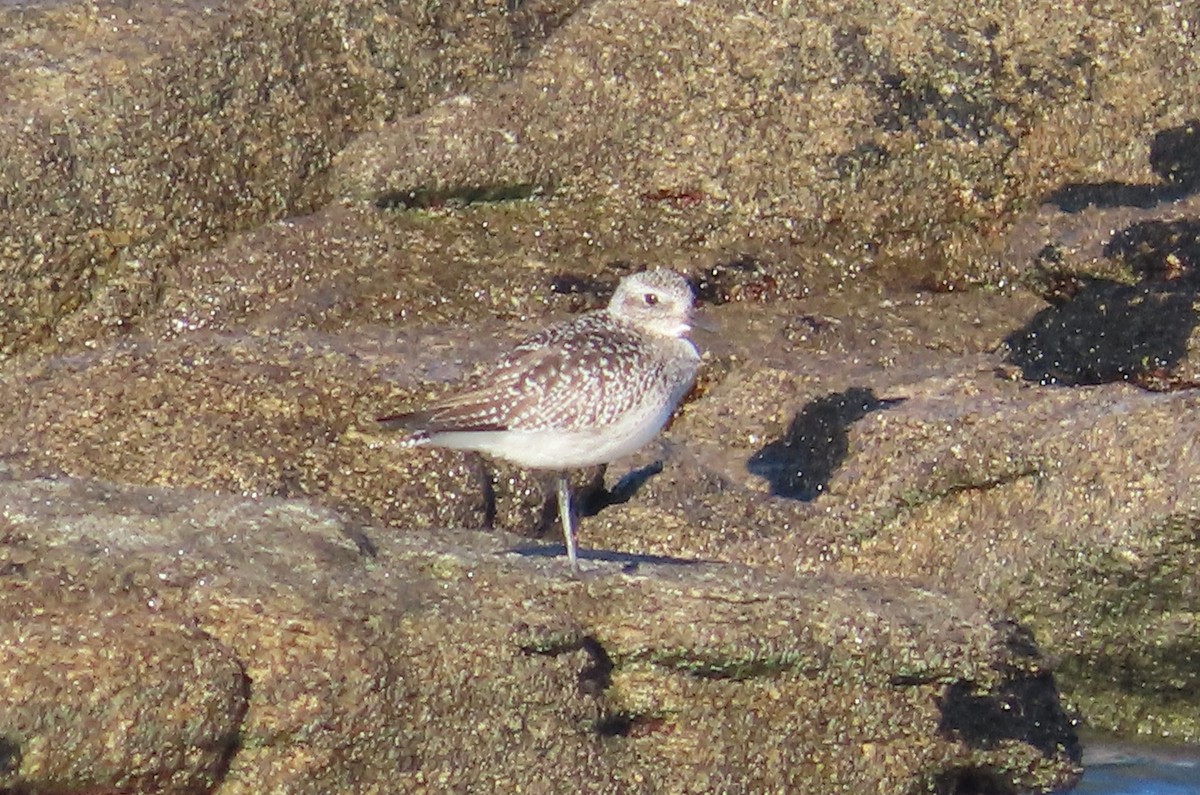 חופזי מנומר - ML646858133