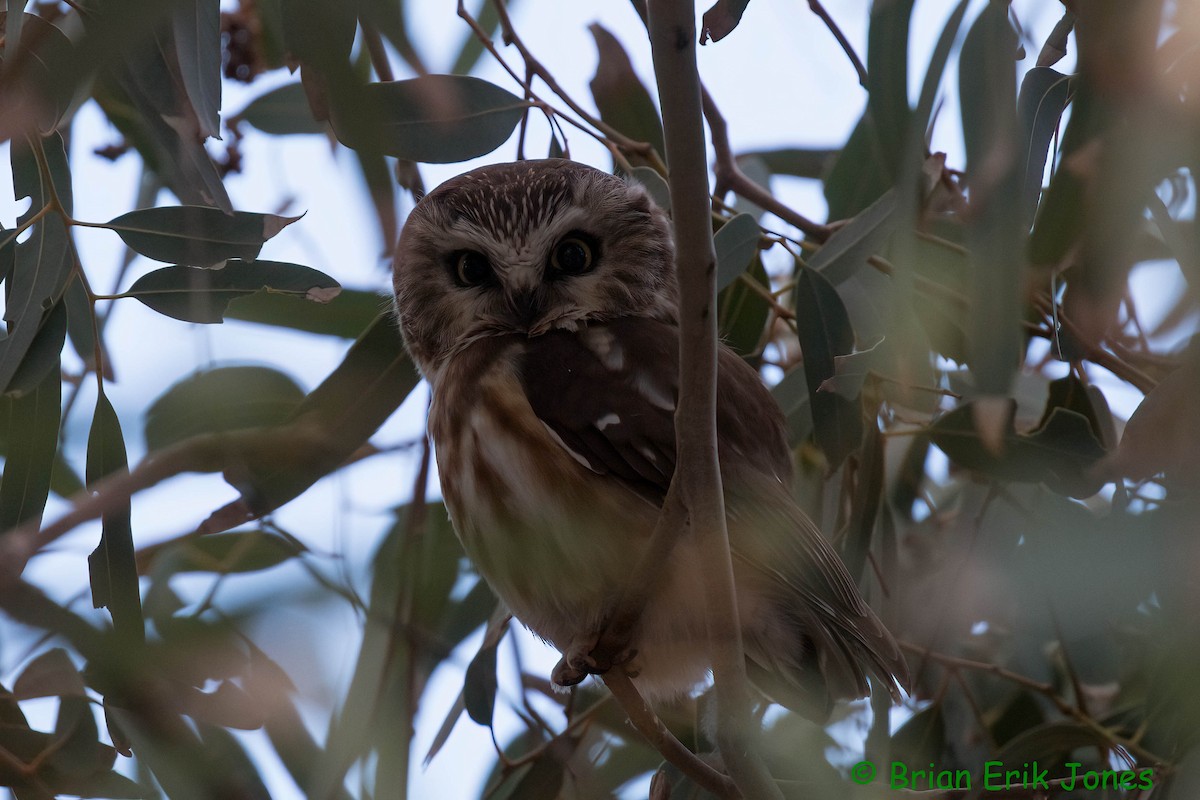 Northern Saw-whet Owl - ML646858135