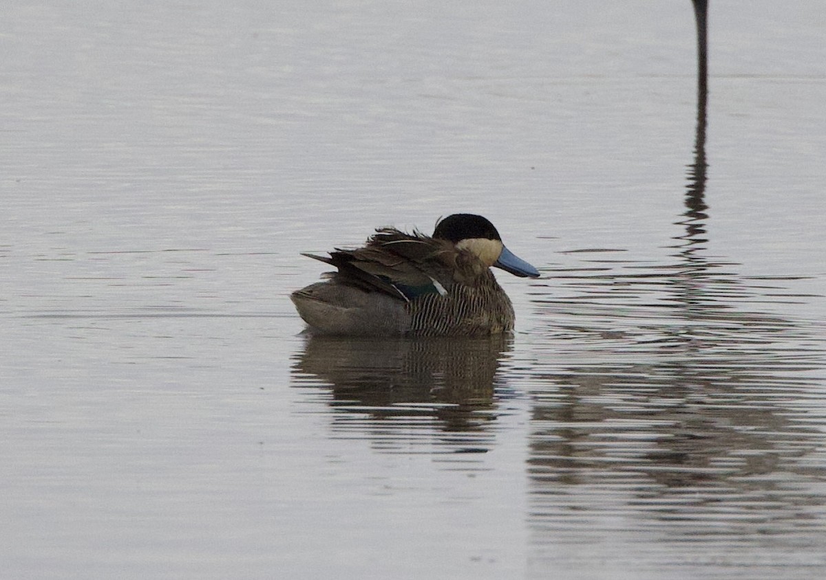 Puna Teal - ML646858138