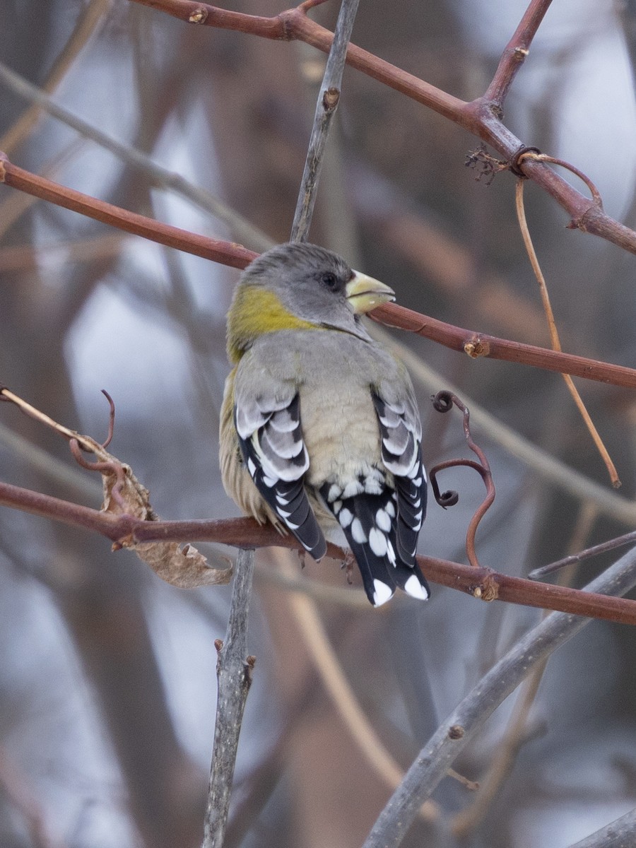 Abendkernbeißer - ML646858140