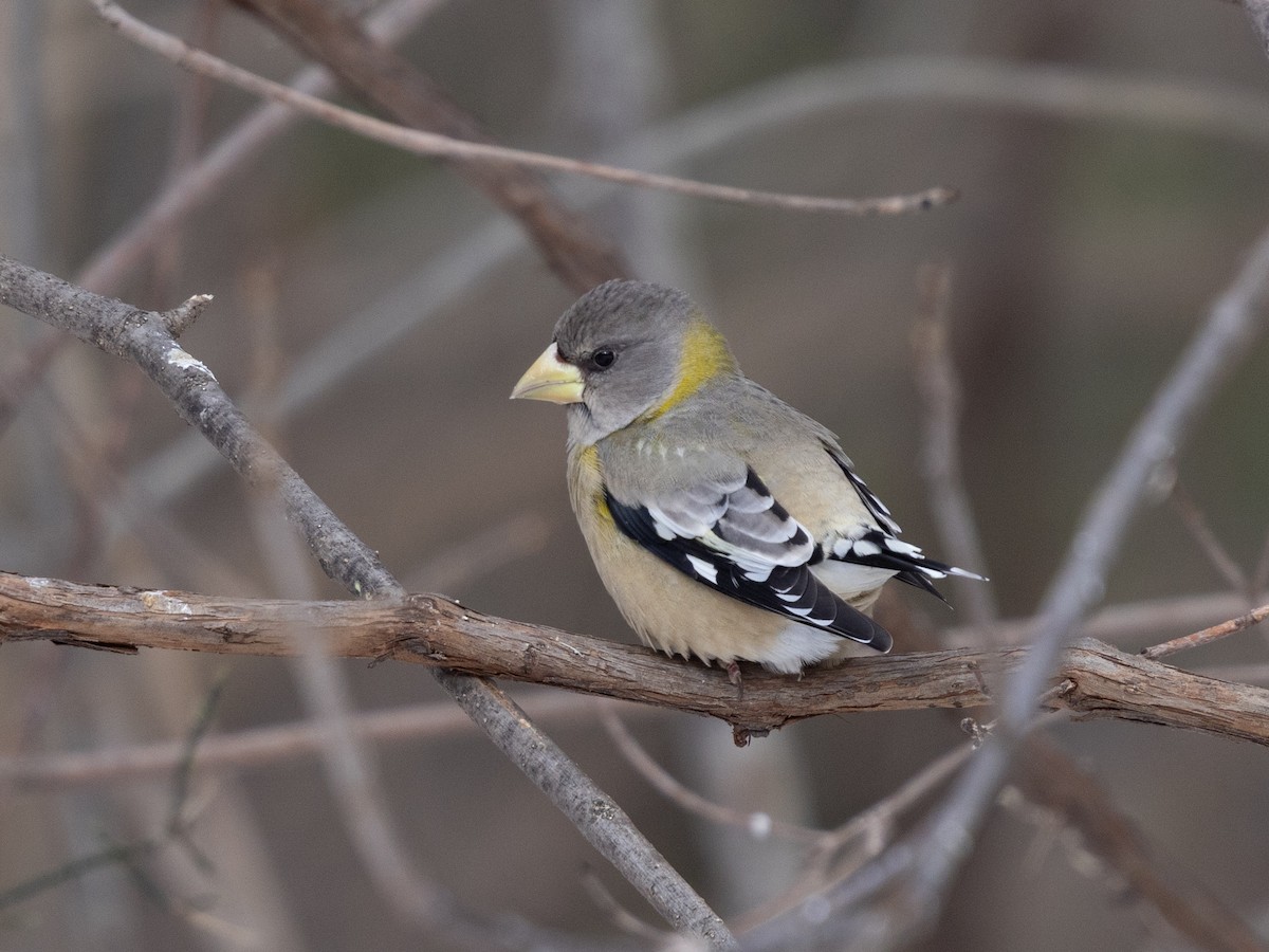 עב-מקור ערב - ML646858141