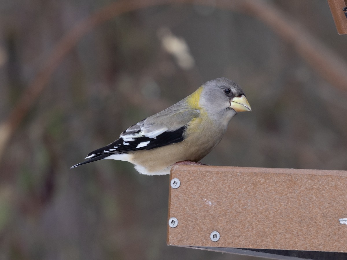 עב-מקור ערב - ML646858142