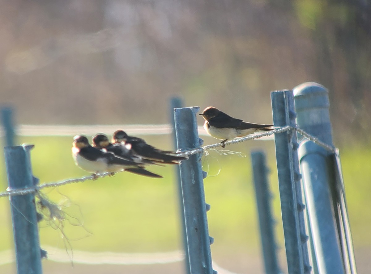 Barn Swallow - ML646858144