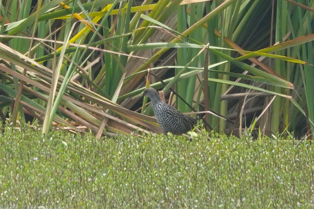 Spotted Rail - ML646858145