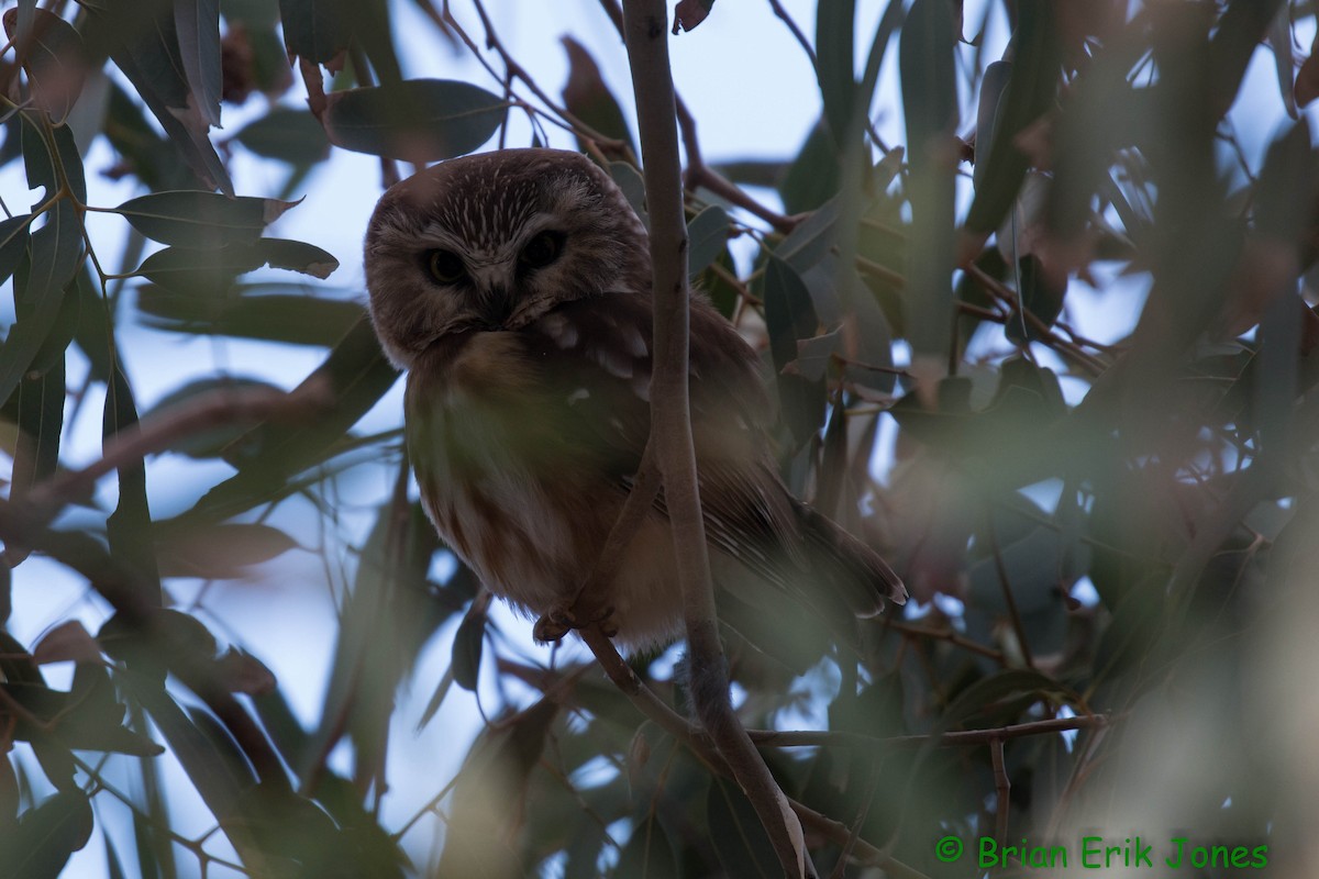 Northern Saw-whet Owl - ML646858146