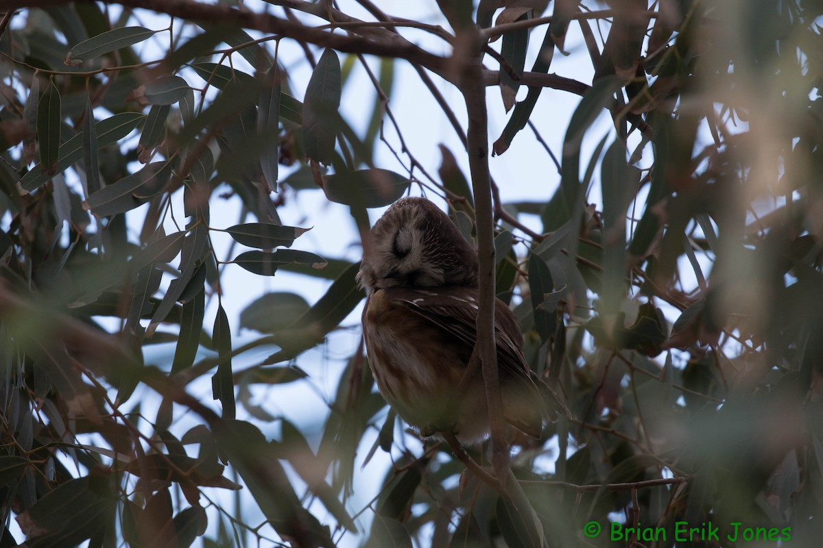Northern Saw-whet Owl - ML646858147