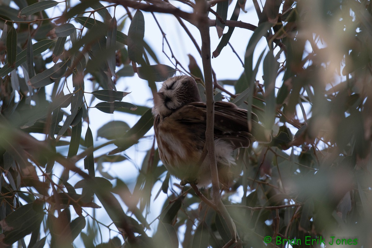 Northern Saw-whet Owl - ML646858148