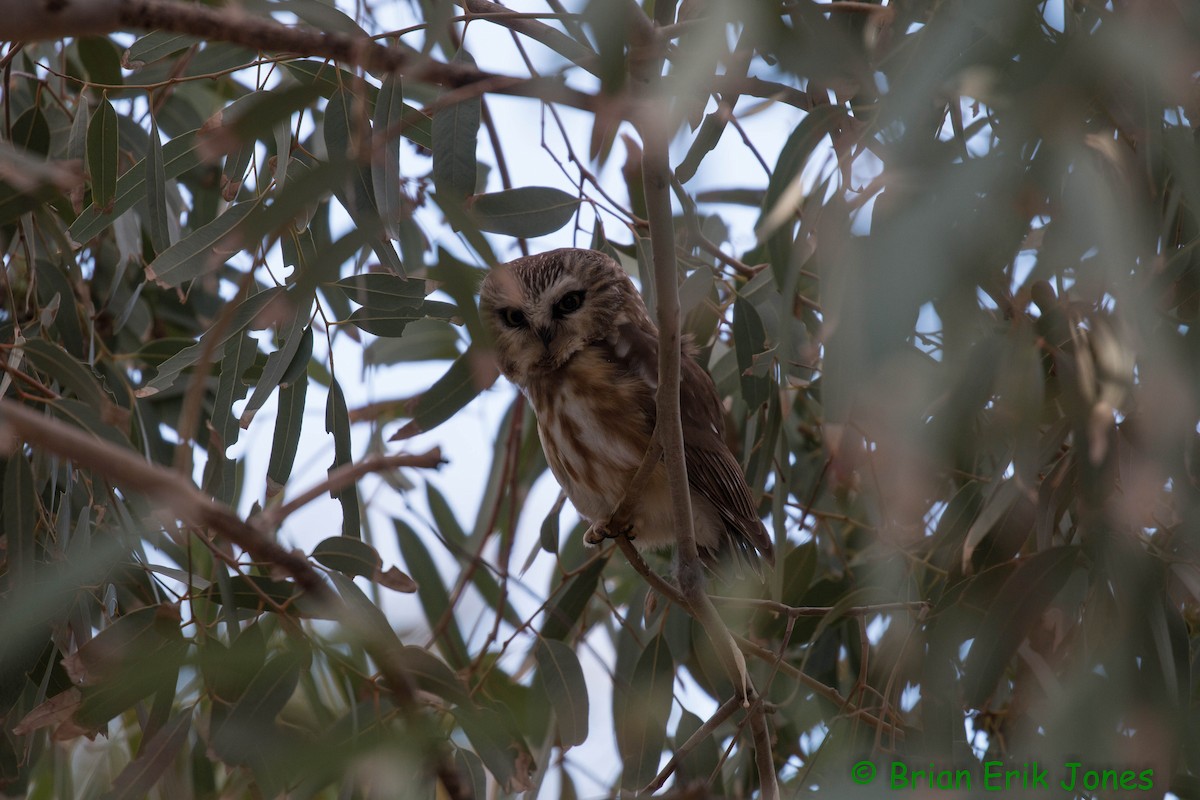 Northern Saw-whet Owl - ML646858149