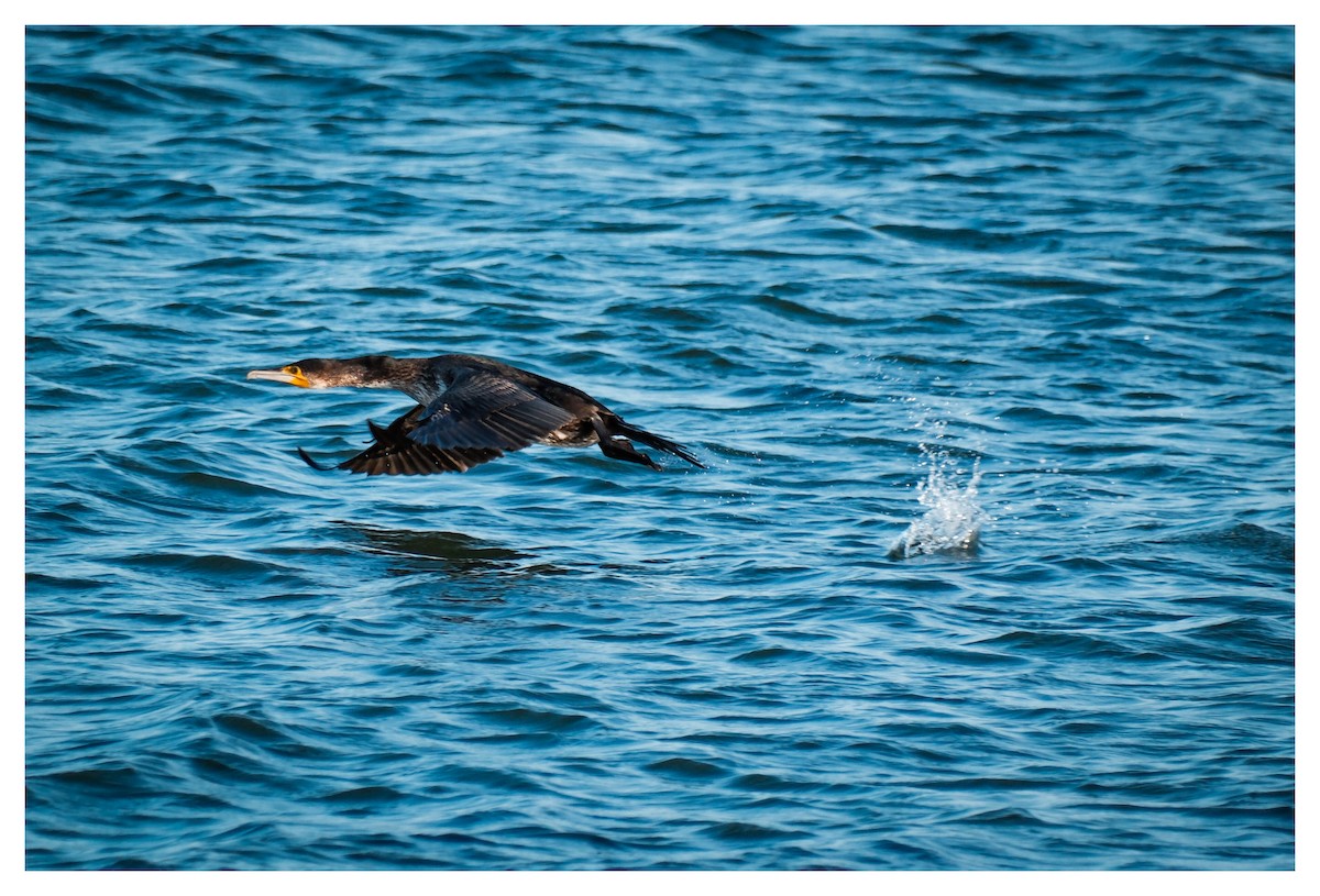 Great Cormorant - ML646858151