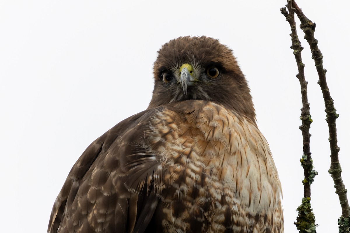 Краснохвостый канюк - ML646858153