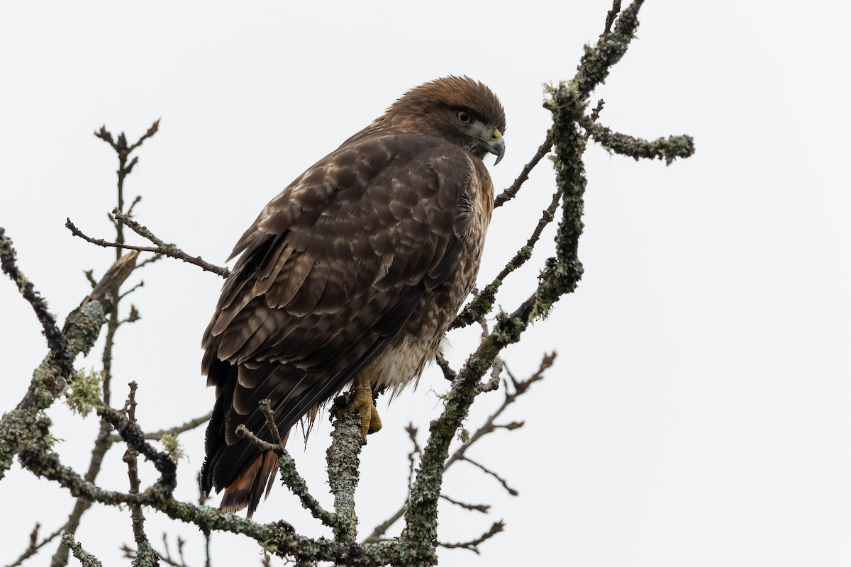 Краснохвостый канюк - ML646858154