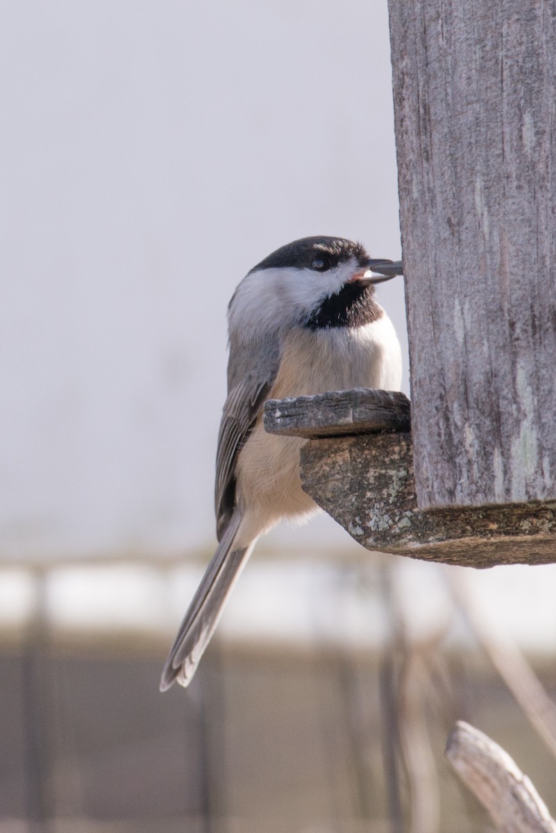 Carolina Chickadee - ML646858155