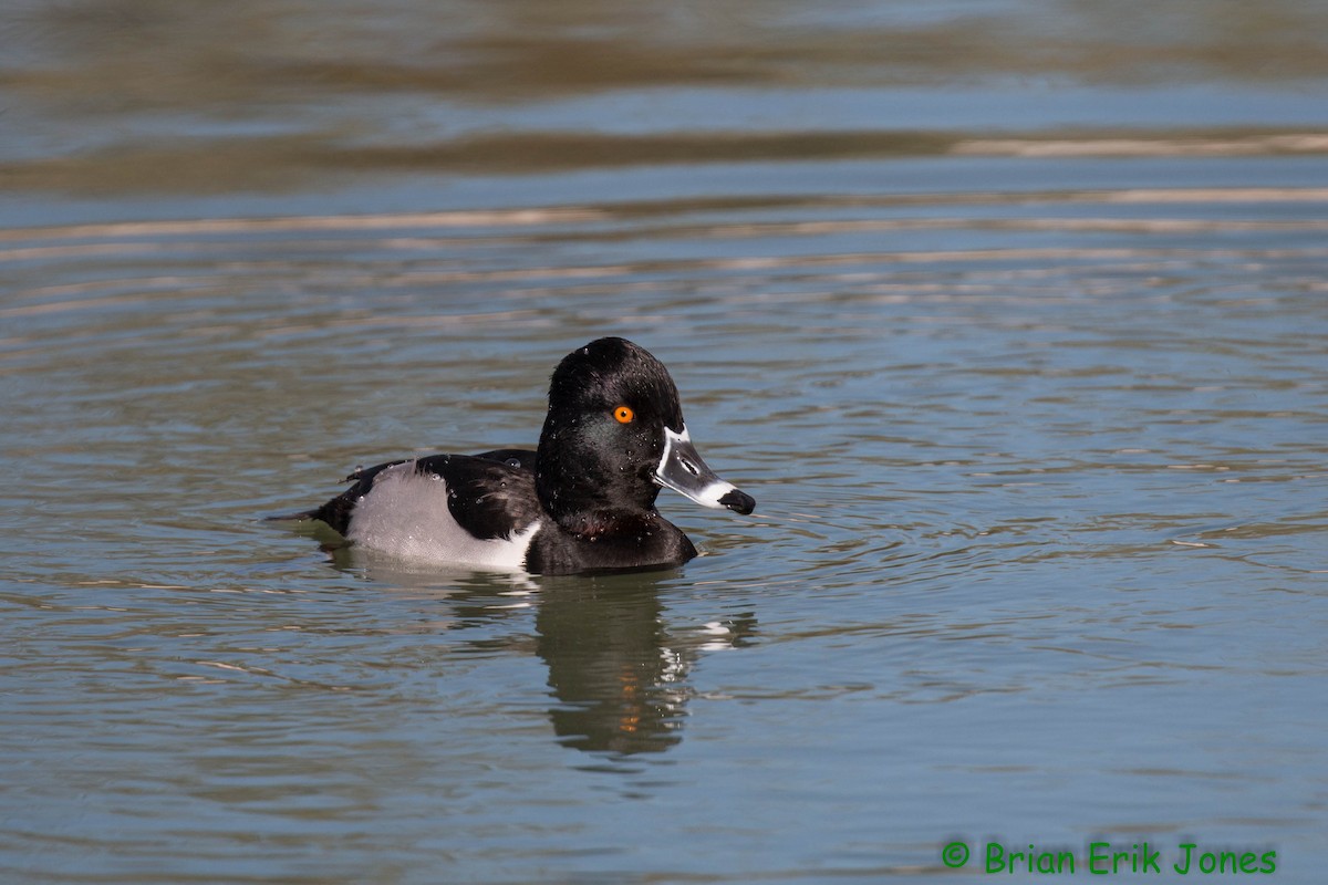 Ring-necked Duck - ML646858157