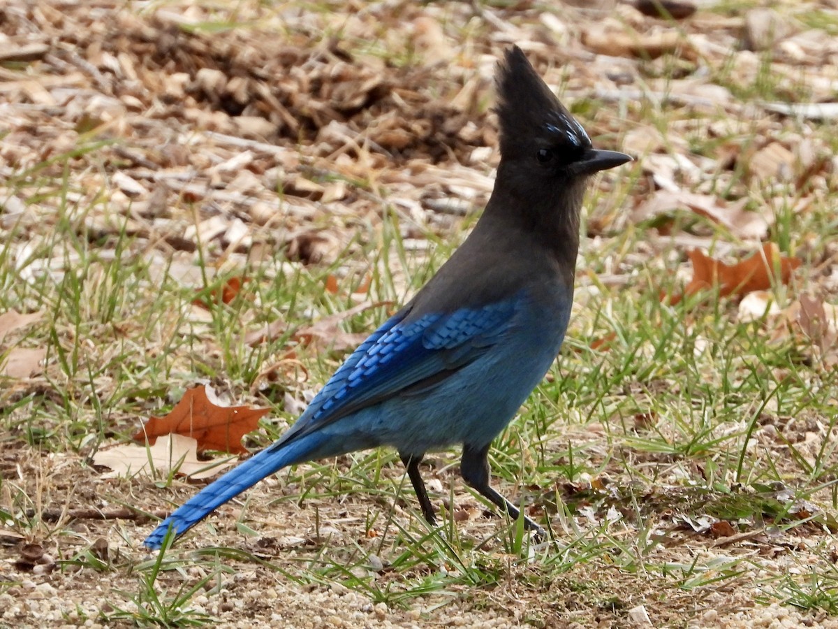 Стеллерова сойка - ML646858162