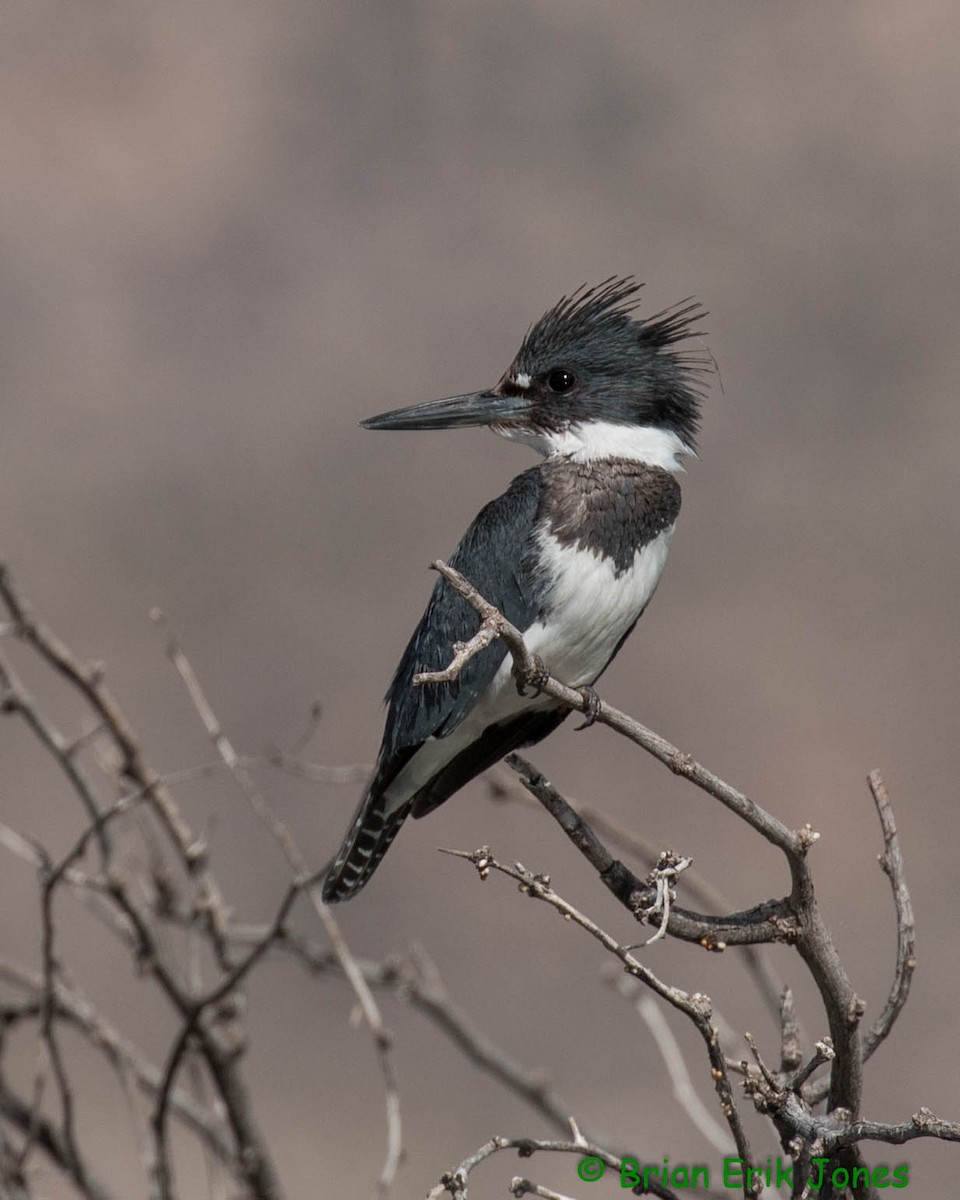 Belted Kingfisher - ML646858163