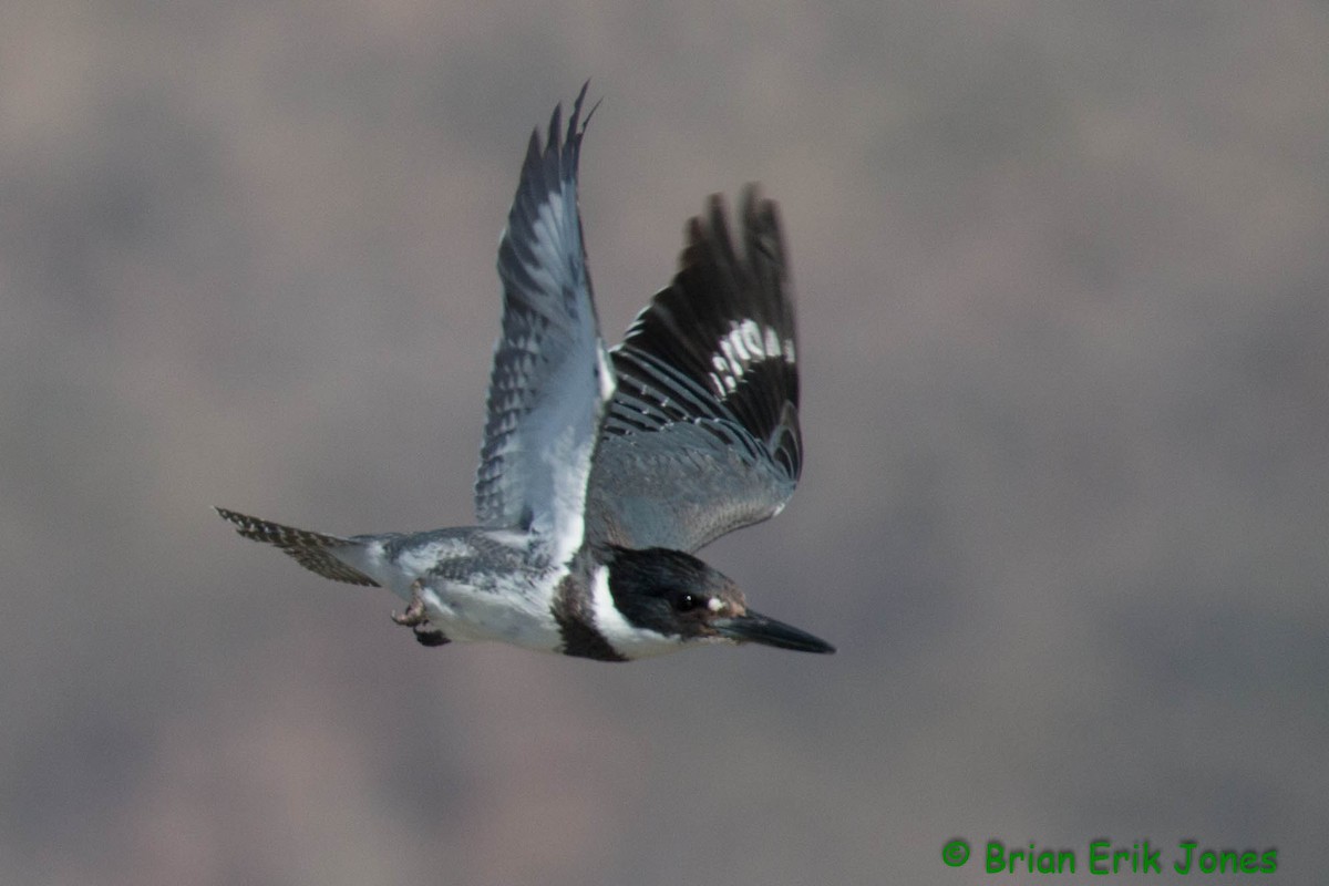 Belted Kingfisher - ML646858164