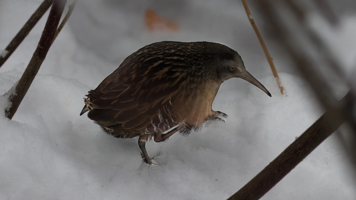 Virginia Rail - ML646858166