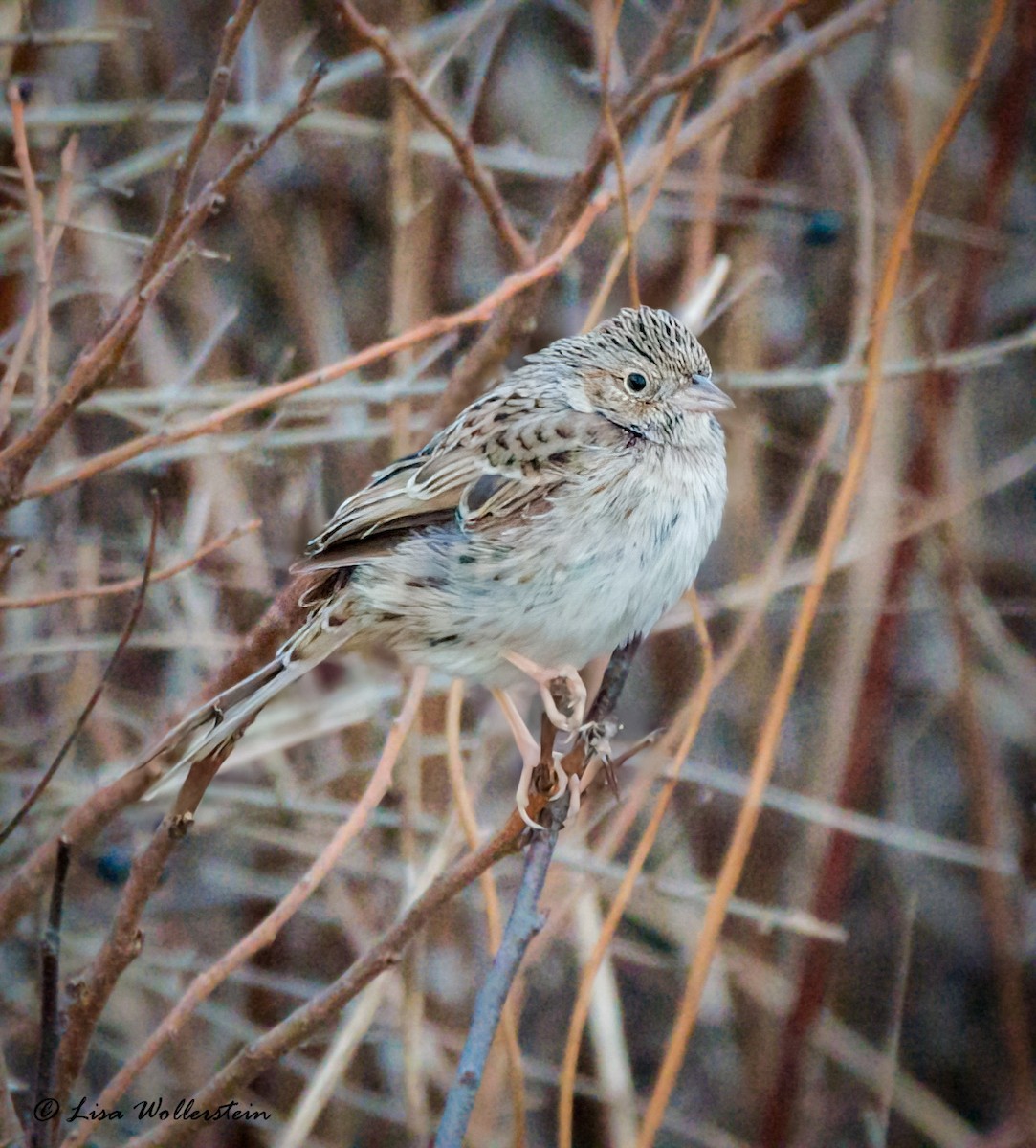Cassin's Sparrow - ML646858168