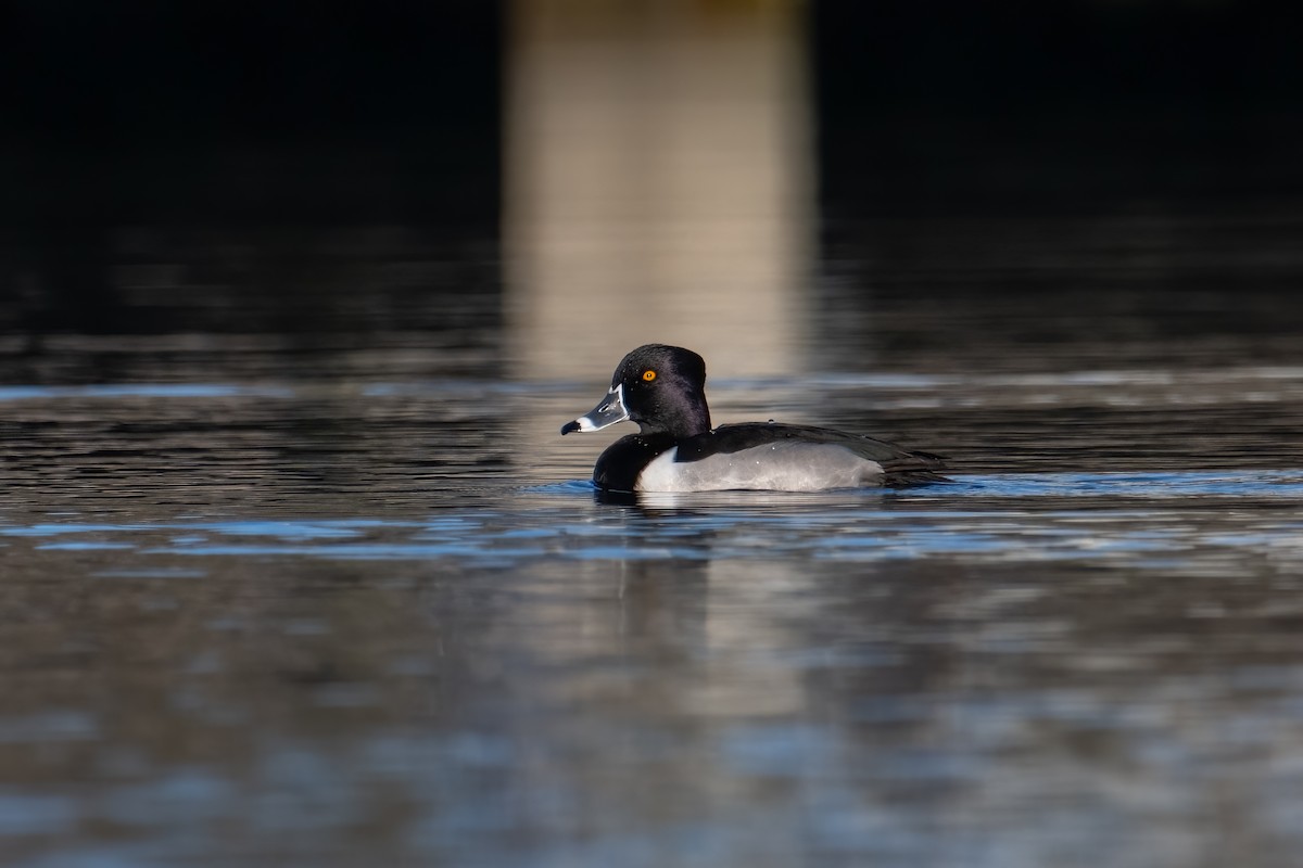 Ring-necked Duck - ML646858170