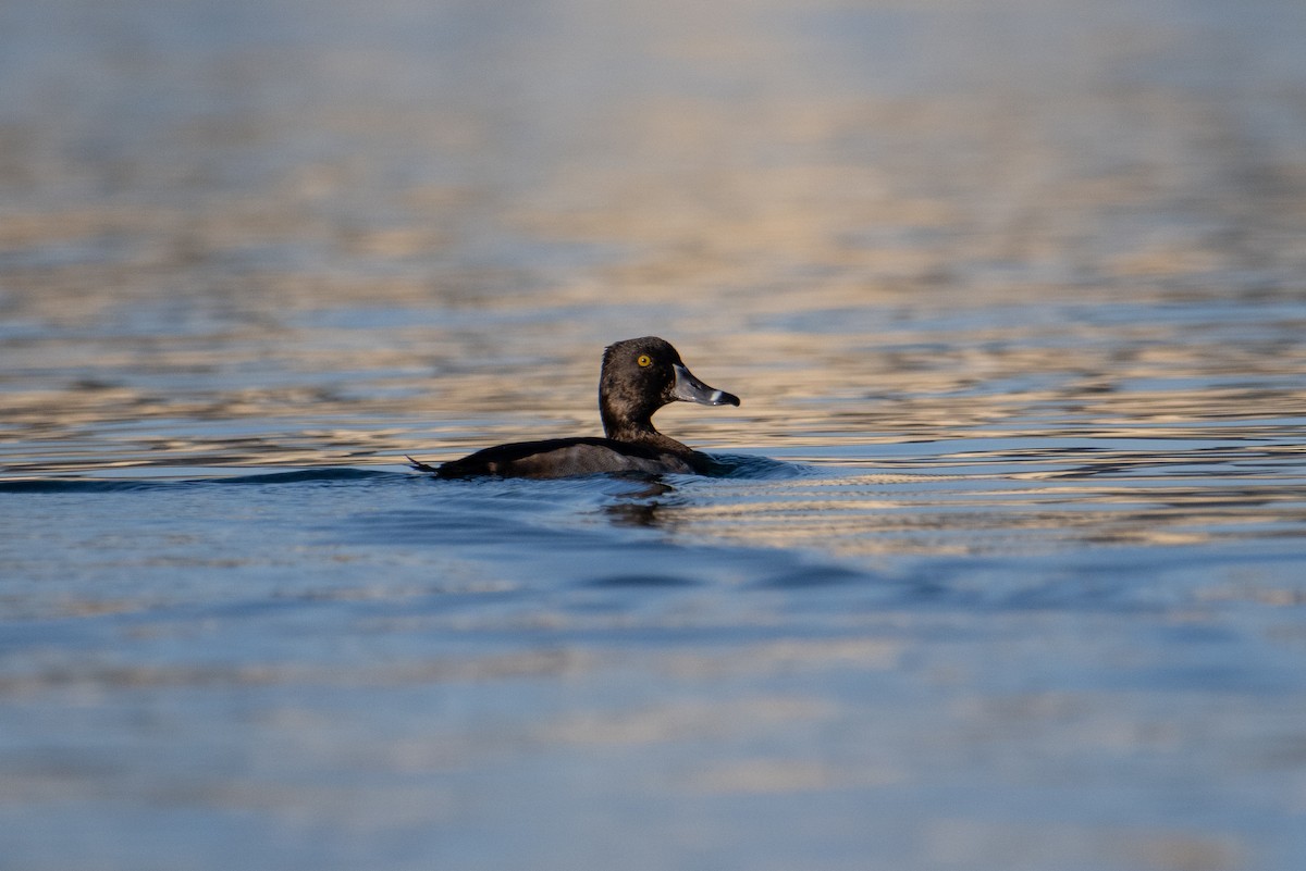 Ring-necked Duck - ML646858171