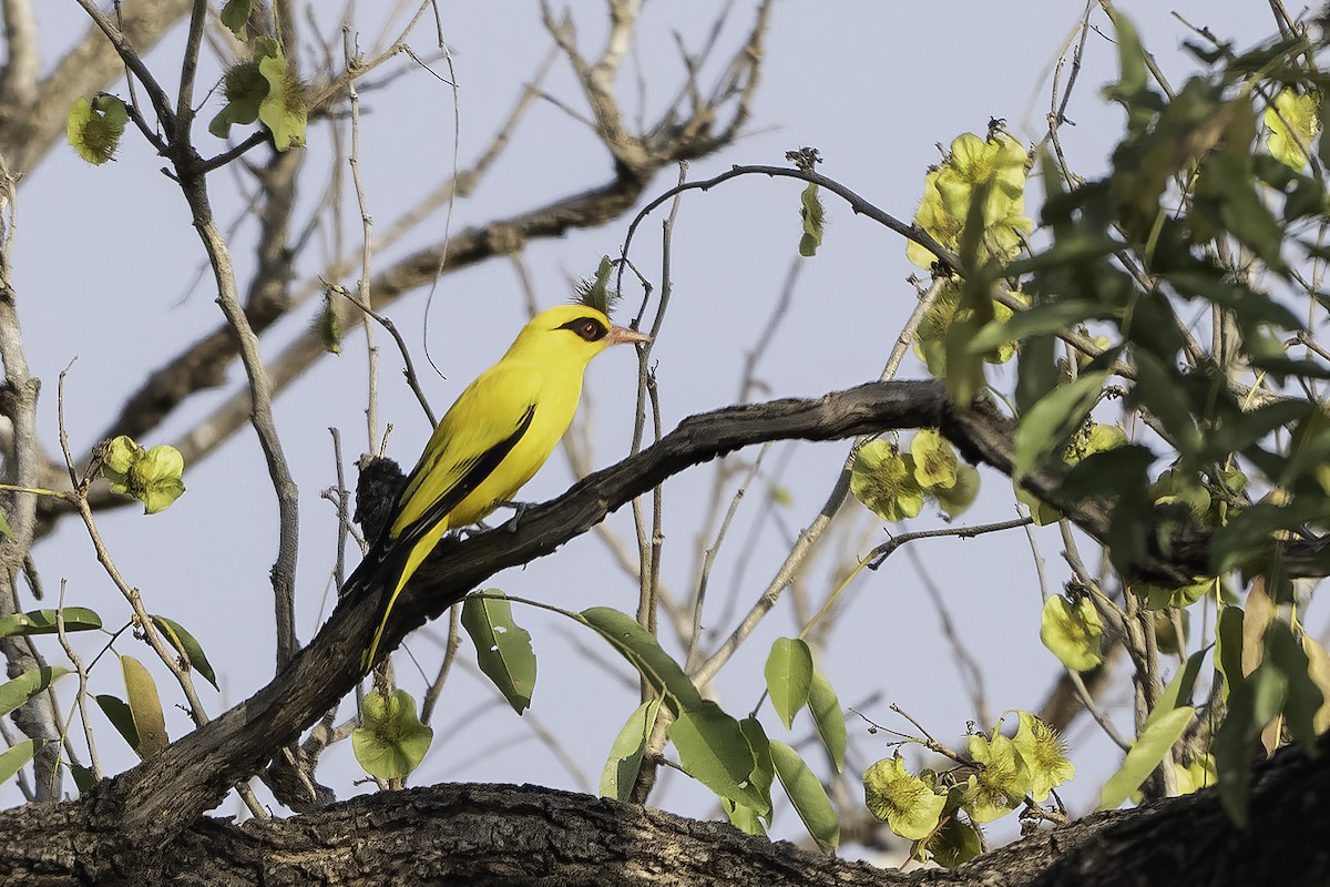 Goldpirol - ML646858173