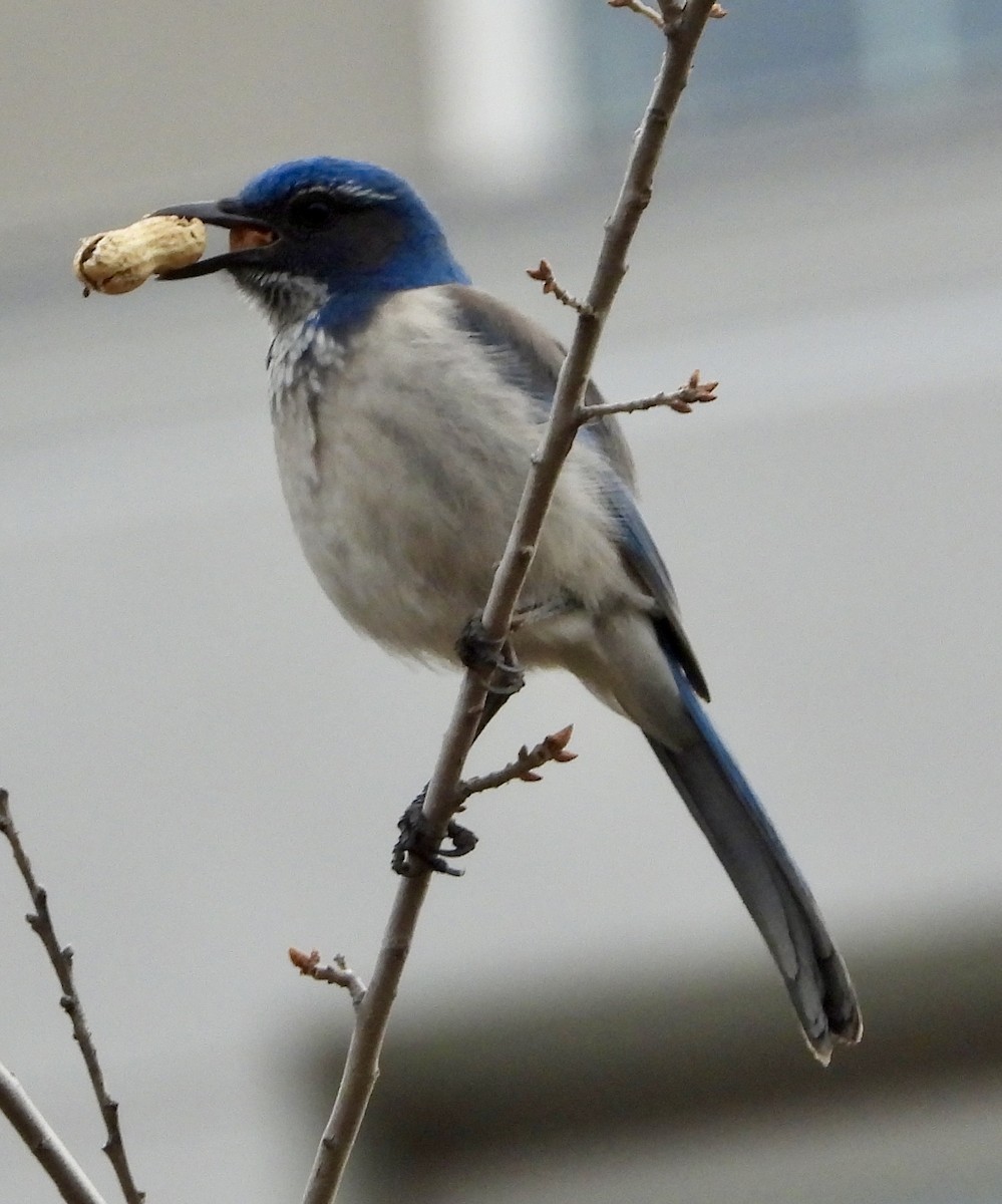 Калифорнийская сойка - ML646858176