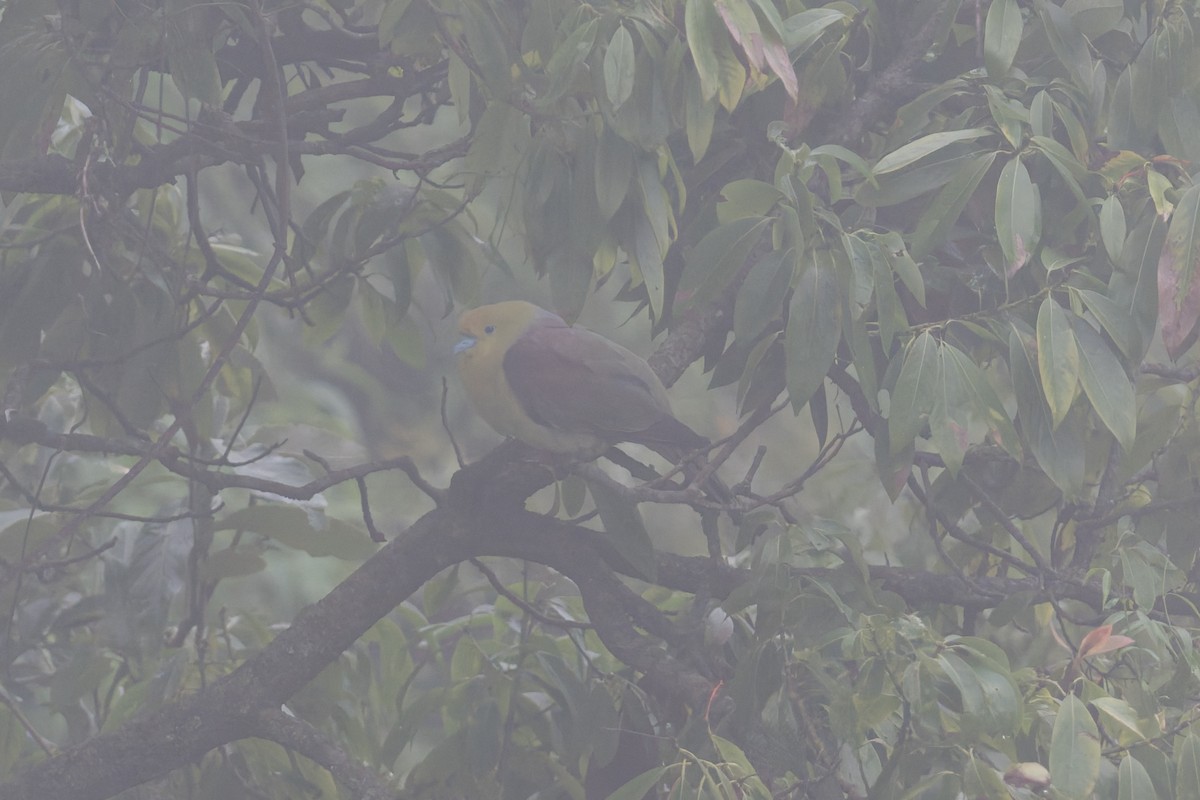 Wedge-tailed Green-Pigeon - ML646858181