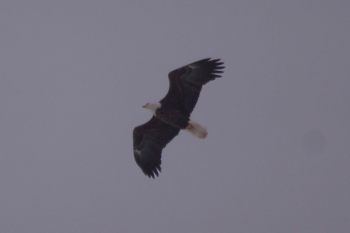 עיטם לבן-ראש - ML646858196