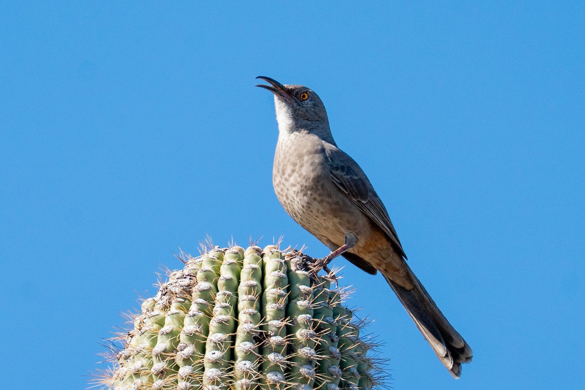 drozdec skvrnitoprsý - ML646858200