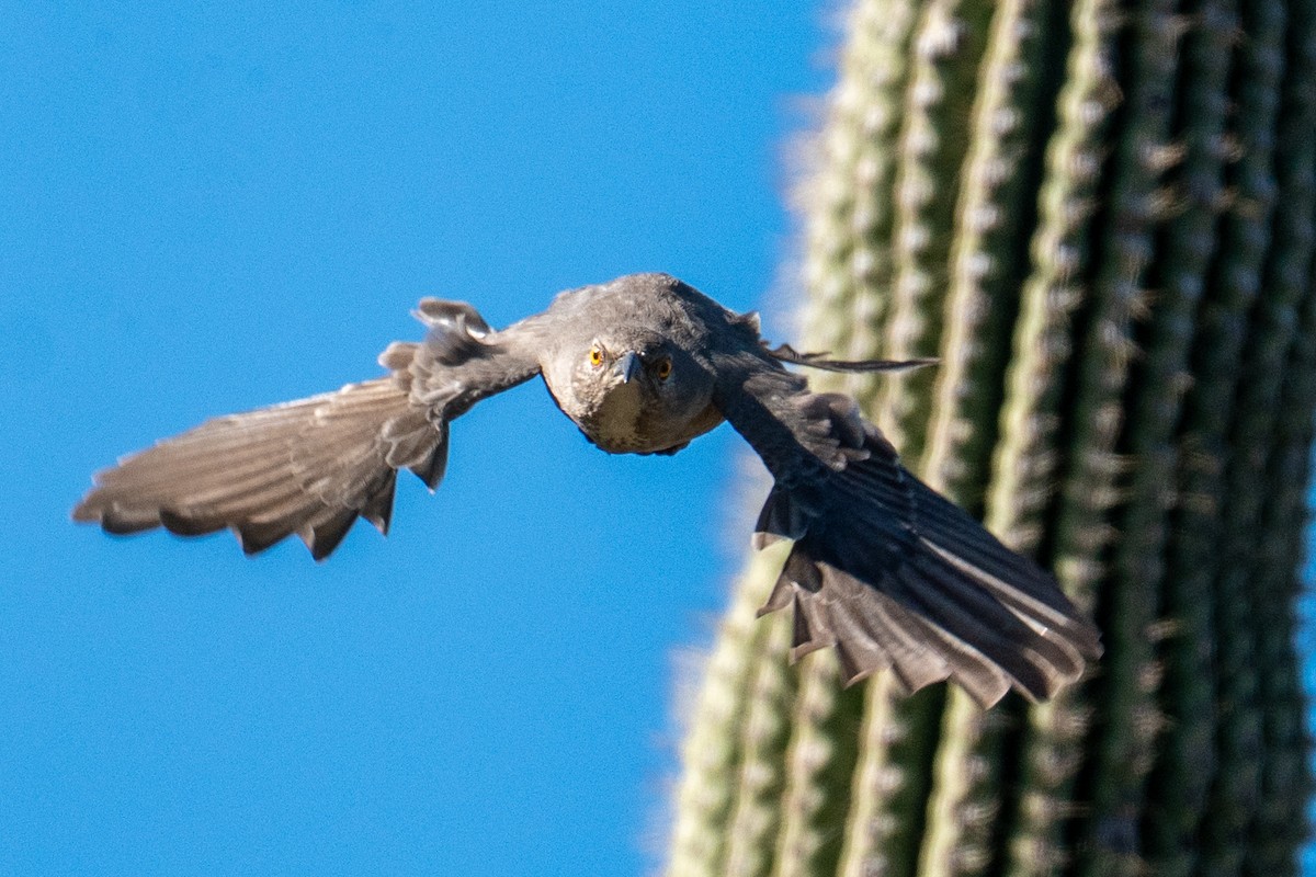 drozdec skvrnitoprsý - ML646858201