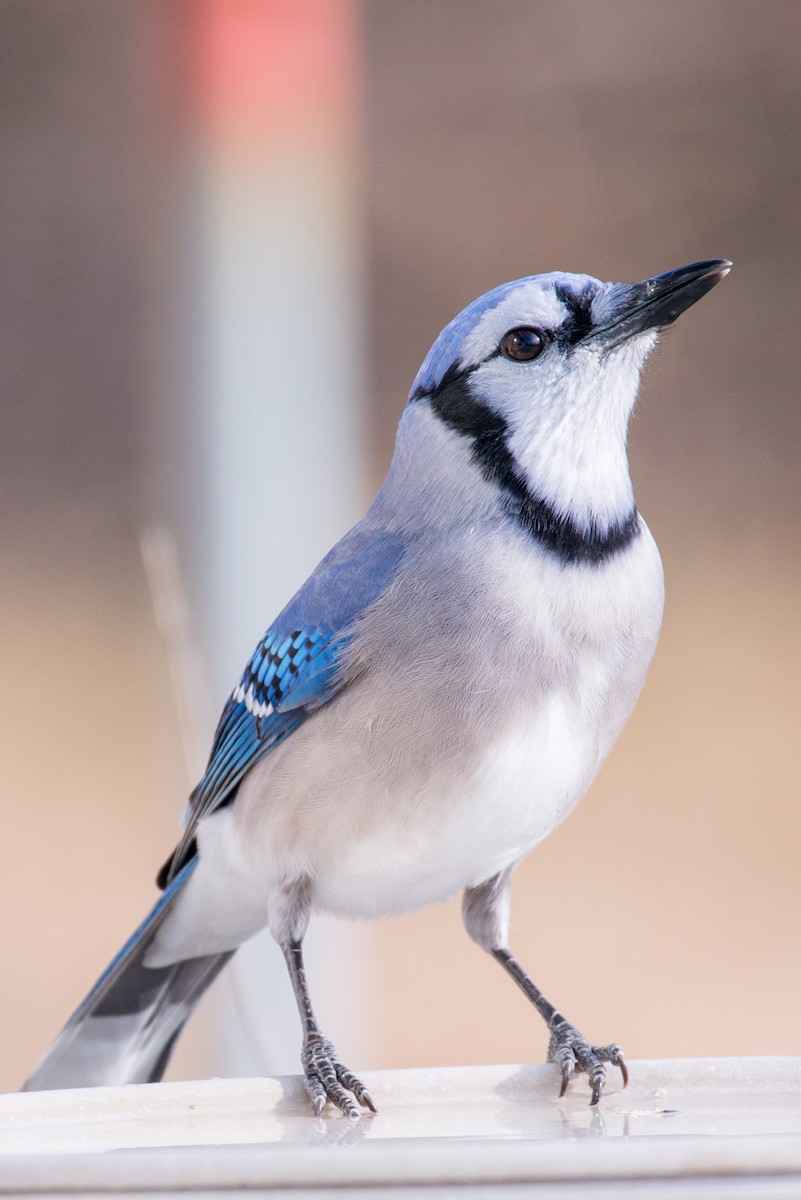 Blue Jay - ML646858209