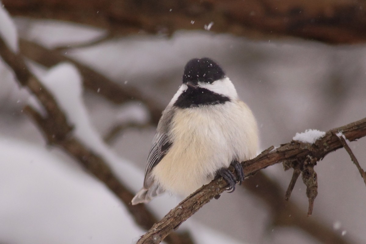 Black-capped Chickadee - ML646858211