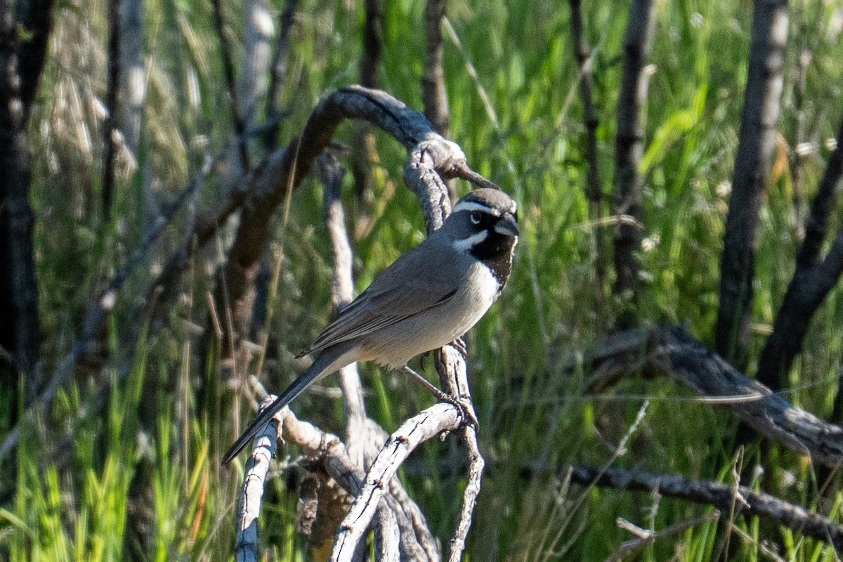 Black-throated Sparrow - ML646858212