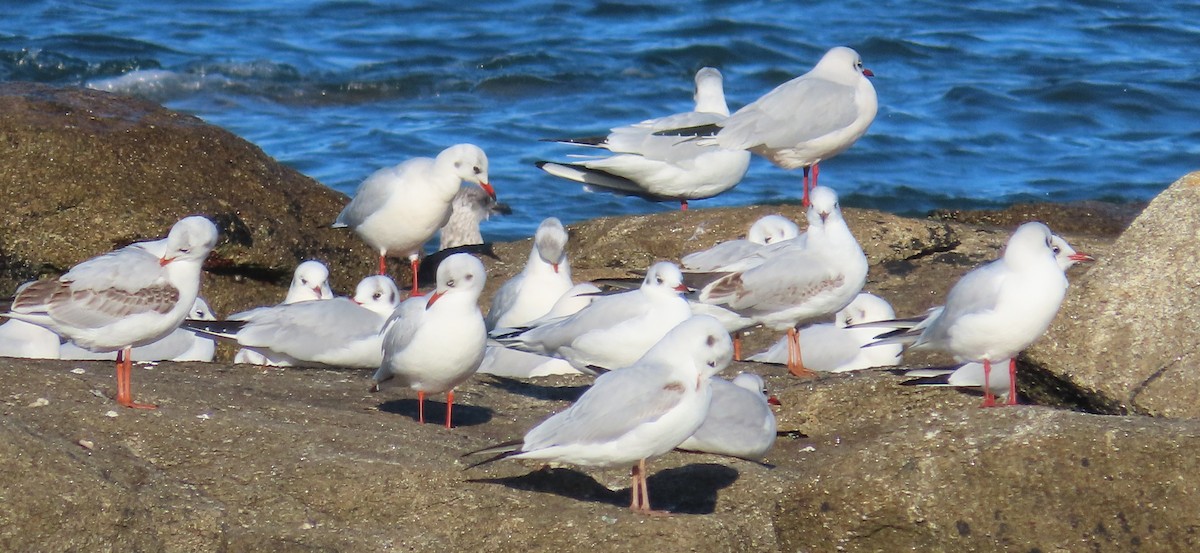 Black-headed Gull - ML646858213