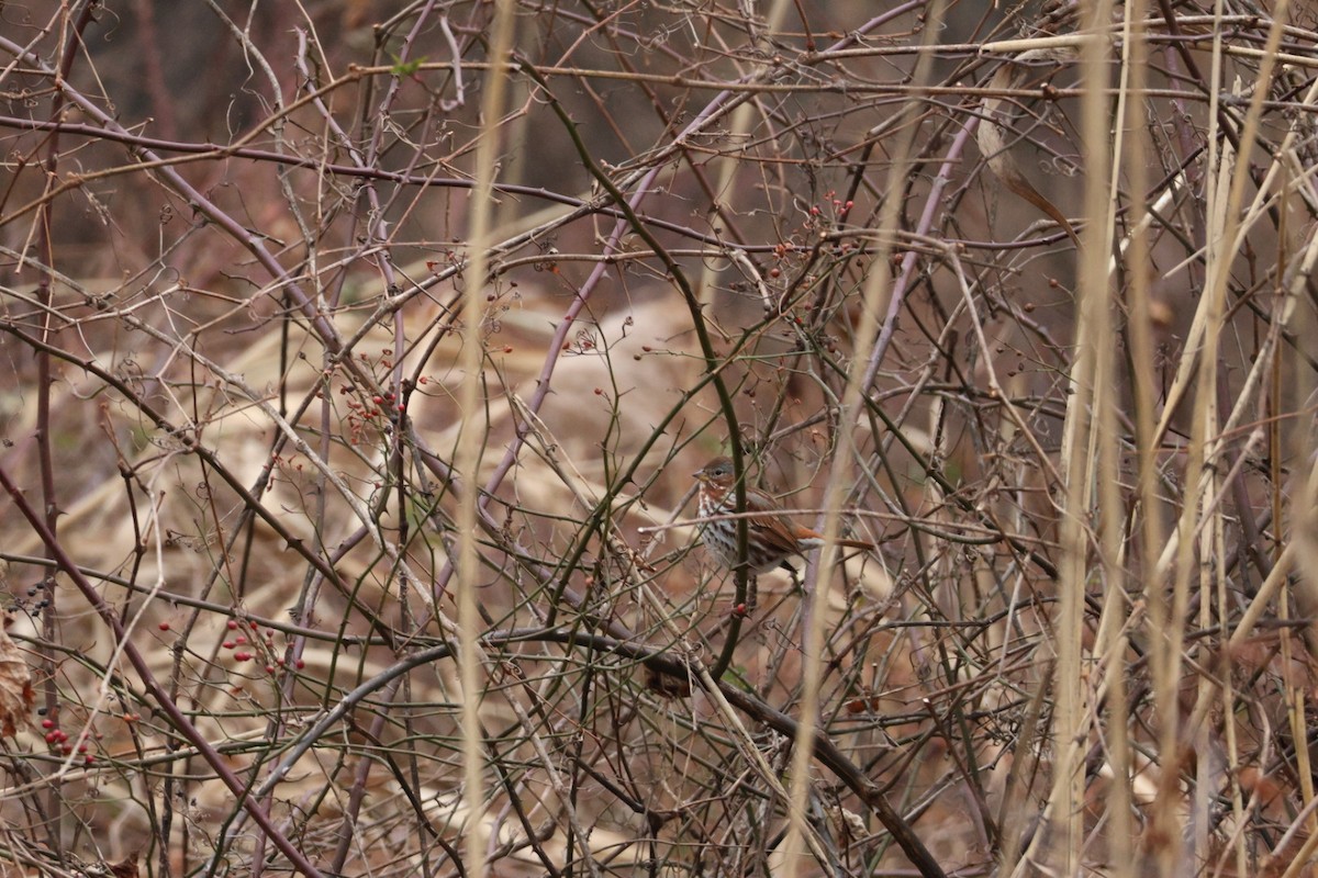 strnadec kaštanový (ssp. iliaca/zaboria) - ML646858214