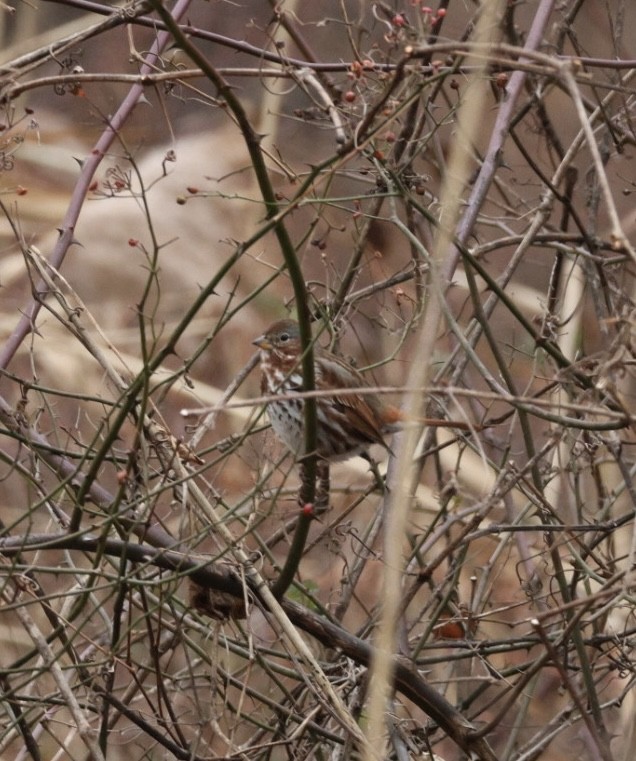 strnadec kaštanový (ssp. iliaca/zaboria) - ML646858215