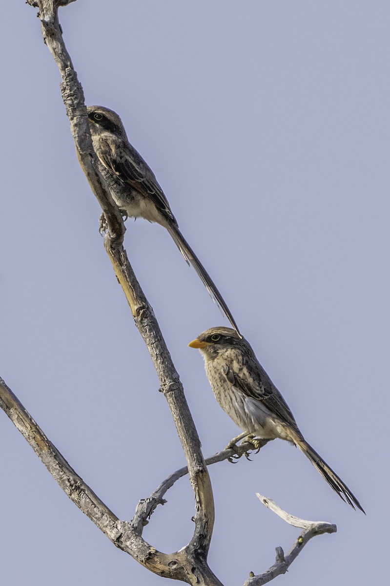 Gelbschnabelwürger - ML646858218