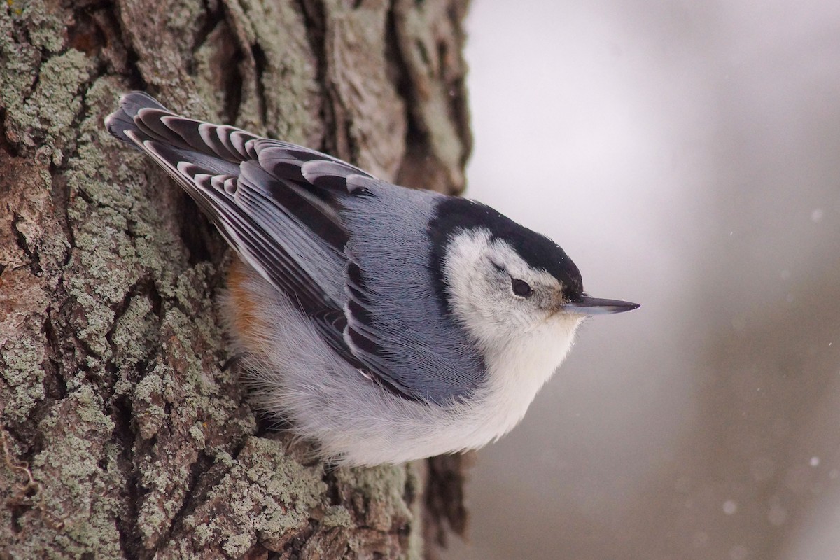 White-breasted Nuthatch - ML646858220