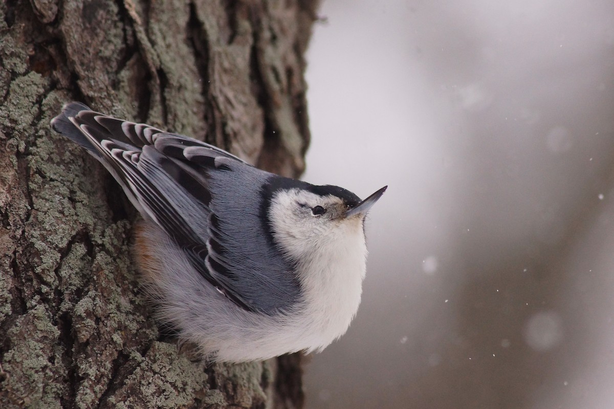 White-breasted Nuthatch - ML646858221