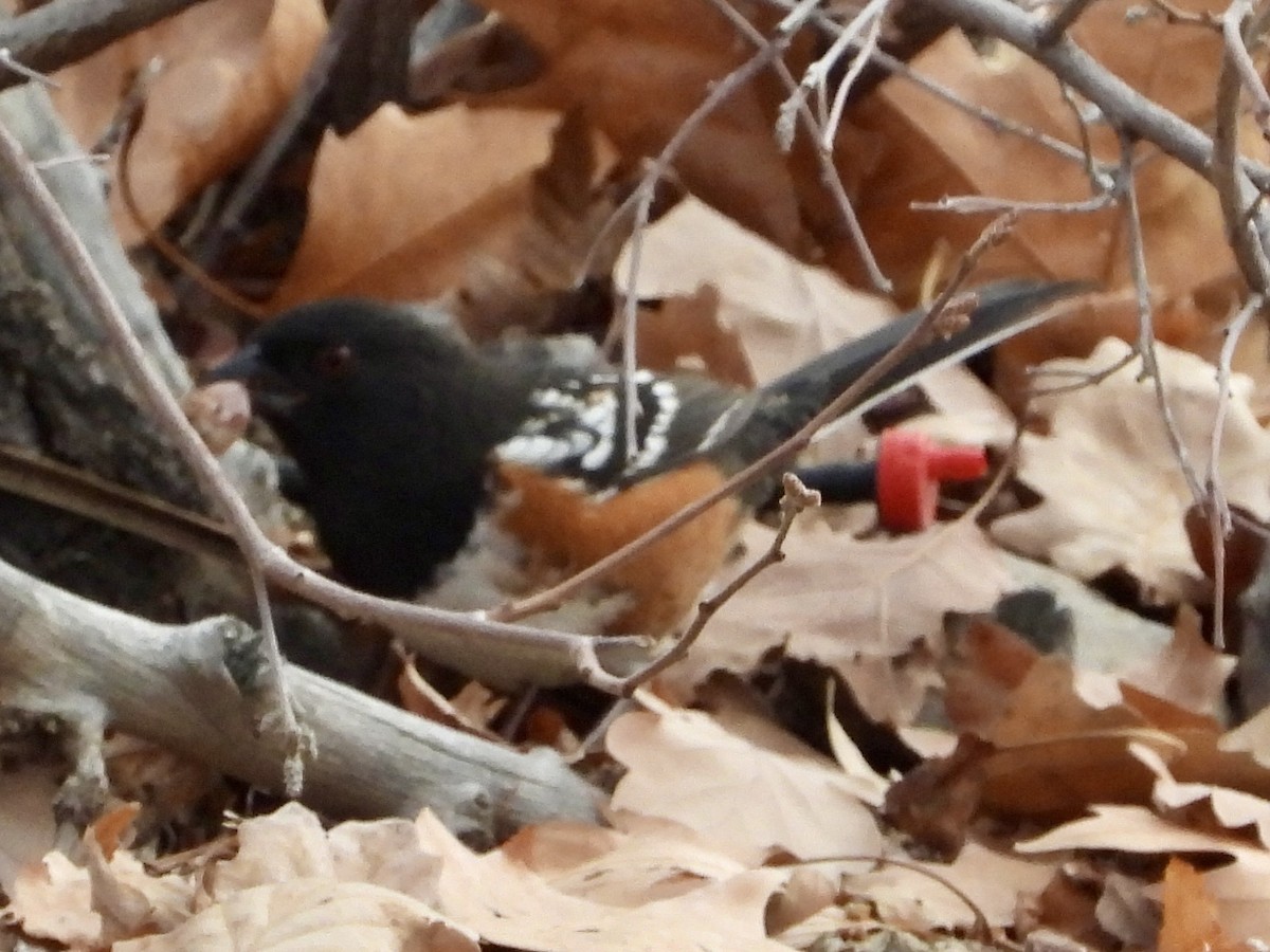 Spotted Towhee - ML646858222