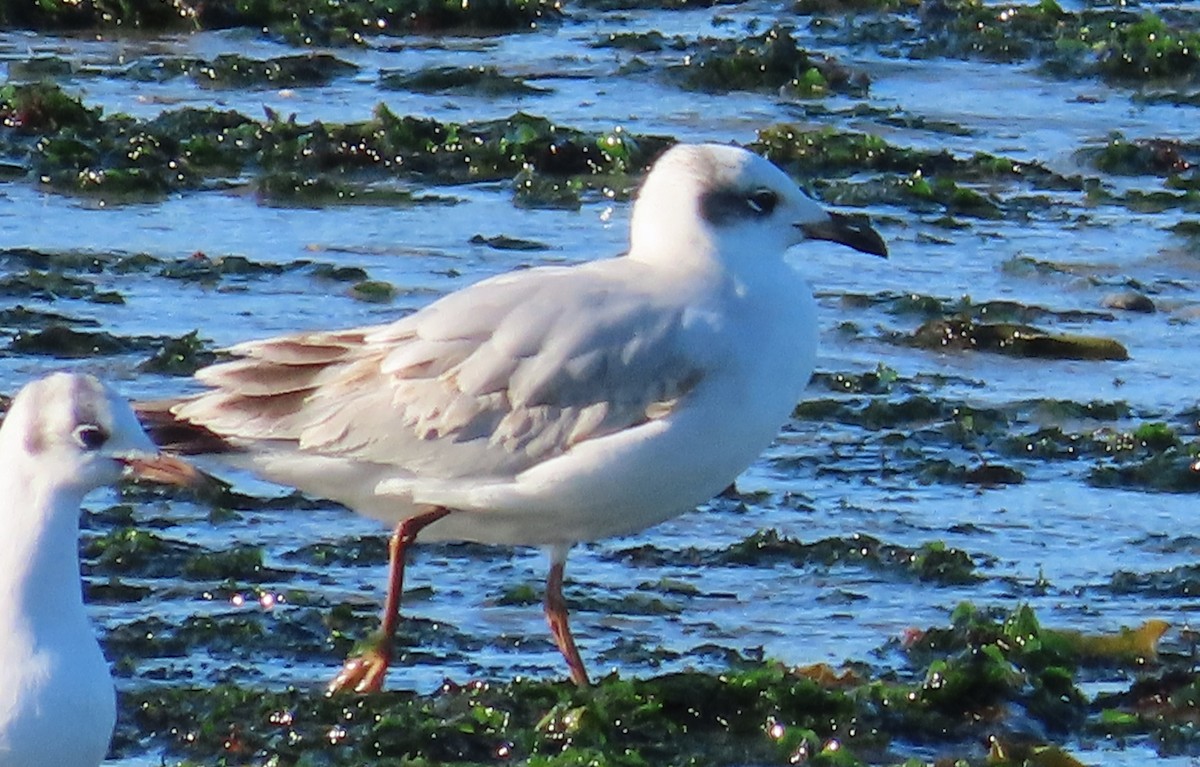 Mediterranean Gull - ML646858223