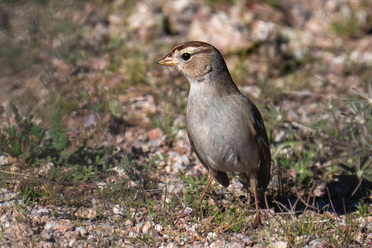 Dachsammer - ML646858224