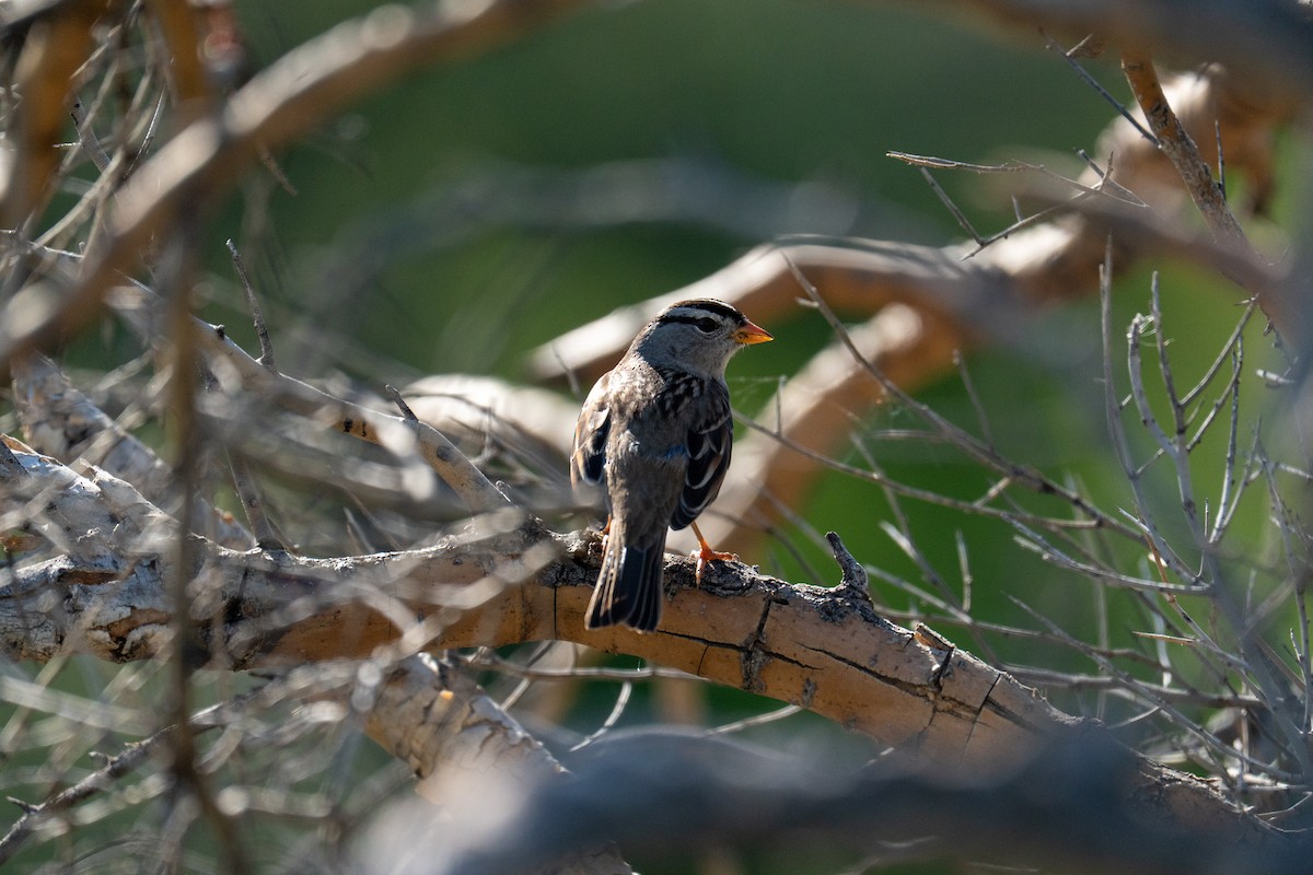 Dachsammer - ML646858226